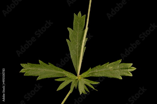 Tormentil (Potentilla erecta). Leaf Closeup