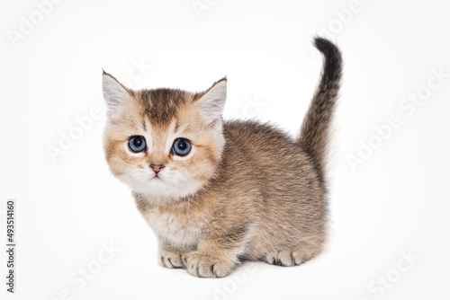 Small striped Scottish kitten of golden color