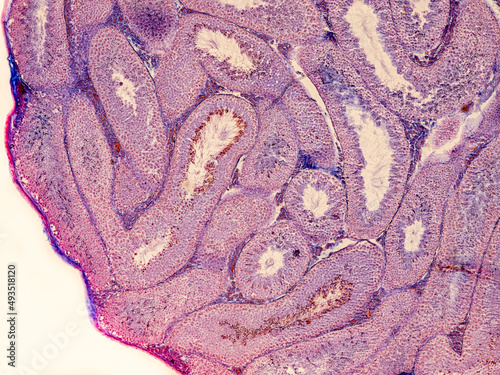 rabbit testicle cross section under the microscope showing seminiferous tubules and spermatozoa - optical microscope x100 magnification