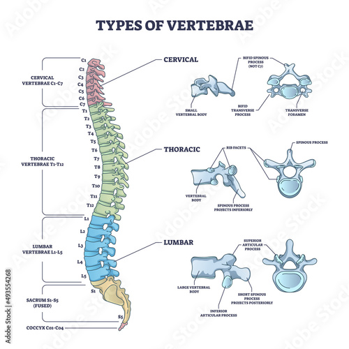 Types of vertebrae and cervical, thoracic and lumbar division outline diagram. Labeled educational scheme with spinal skeletal bones vector illustration. Human anatomy and backbone medical description