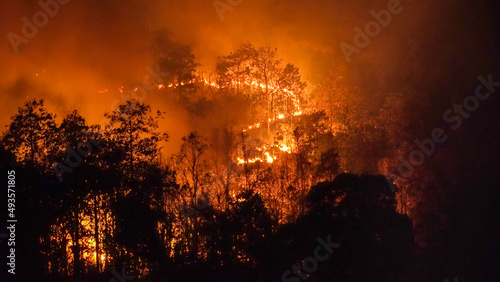Wildfire disaster in tropical forest caused by human