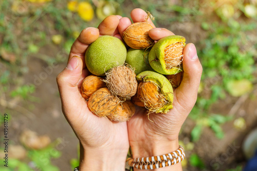 Fresh Uncleaned green walnuts in the hands of a male farmer, close-up. Selective focus