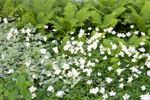 The combination of perennial flowering plants. Shade tolerant and ground cover plants grow under trees. Ideas for the garden. Modern flower beds. Landscaping.