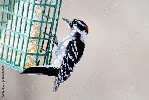 A Downy Woodpecker Feeding from the Side of a Suet Feeder 