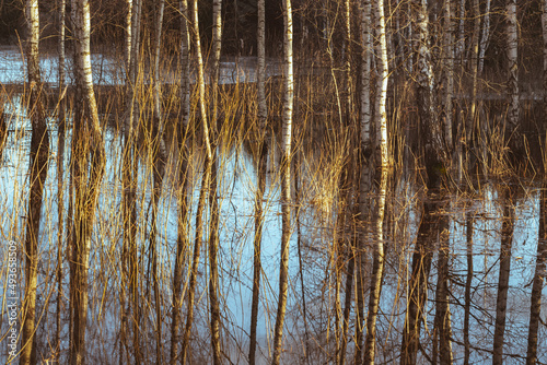 reflection of white birch trees in spring flood water, agricultural field 