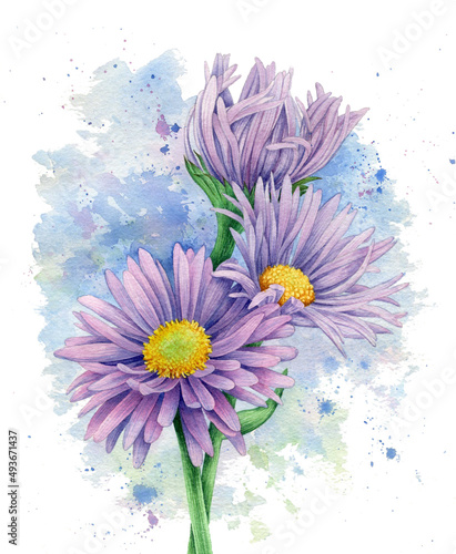 Beautiful aster flowers on abstract watercolor background. Botanical hand drawn illustration. Image for postcard, poster, label, invitation.