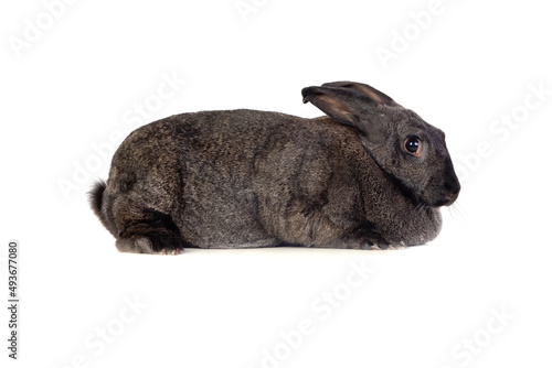 Sweet grey rabbit