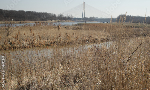 Krajobraz doliny Odry - rzeka, brzegi porośnięte suchymi trawami, w oddali Most Tysiąclecia we Wrocławiu