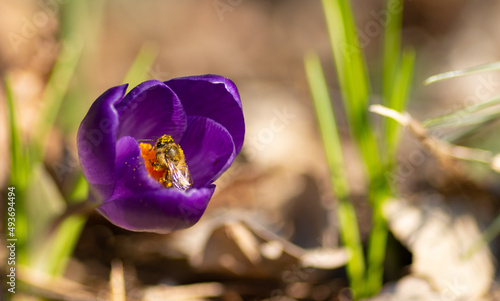 Krokus i pszczoła zbierająca pyłek