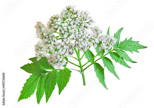 Valerian herb flower sprigs isolated on white background. Save work path