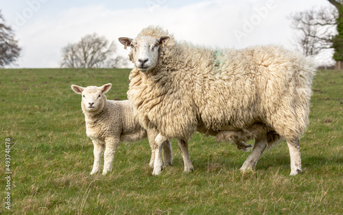 Lambing time in the Yorkshire Dales, UK. Close up of a fine, heavy fleeced ewe and her lamb in early Spring, facing camera in green field. Horizontal. Copy space.