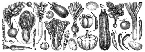Hand-sketched Vegetable collection. Vector set of hand drawn tomatoes, squashes peppers, asparagus, potatoes, asparagus drawings. Vintage plants elements in engraved style. Vegetables outlines set.