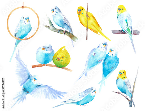 Watercolor wavy parrots. Budgerigars on a white background. Birds illustration