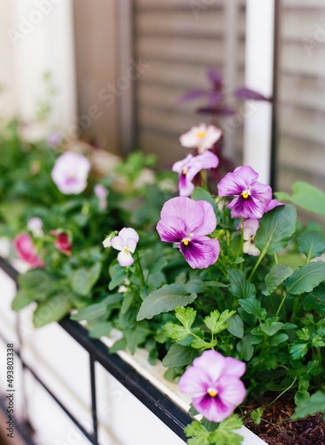 Windowbox Flowers