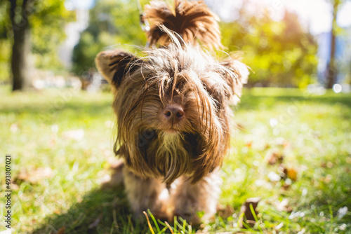 Portrait of cute yorkshire terrier dog at the park.