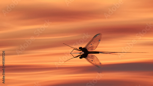 mayfly on the sunset