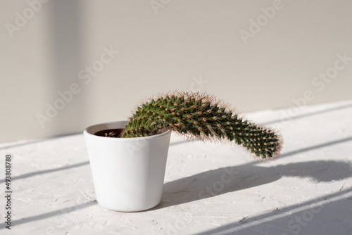 cactus in a pot growing downwards