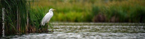 White heron, Great Egret, standing on the lake. Water bird in the nature habitat