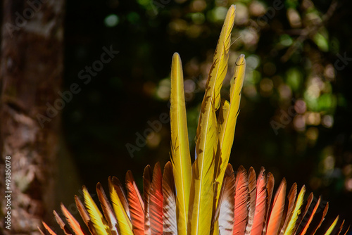 yellow headdress with natural feathers on black background, Indian's day, carnival fantasy, craftsmanship, yanomami indians, indigenous yellow september, yellow september, wild nature, Indian's day