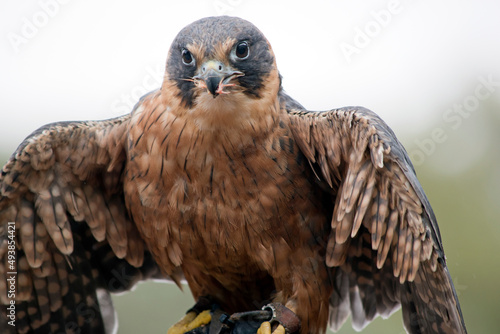 the Pacific baza has a grey face with yellow eyes white and brown striped chest and drak grey wings