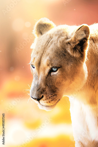portrait of a white lioness