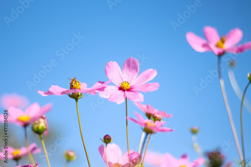 Ligh pink cosmos bipinnatus flowers with yellow pollen blooming in garden on bright blue sky background