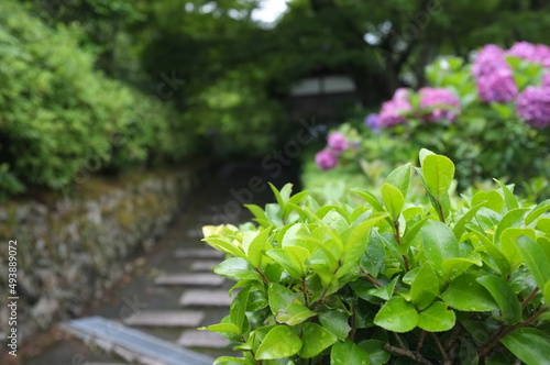 京都 善峯寺に咲く紫陽花