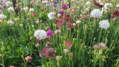 Assortment of colorful pincushion flowers in pots outdoors