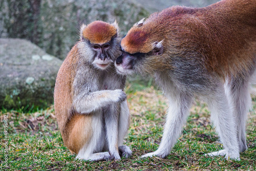 Patas monkey also known hussar monkey (Erythrocebus patas)