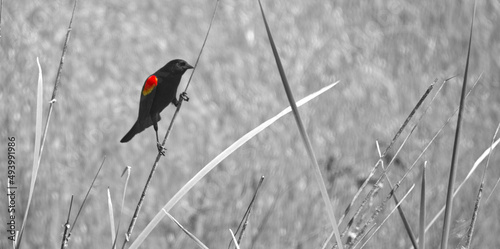 Closeup of a red-winged thrush against the grayscale grass