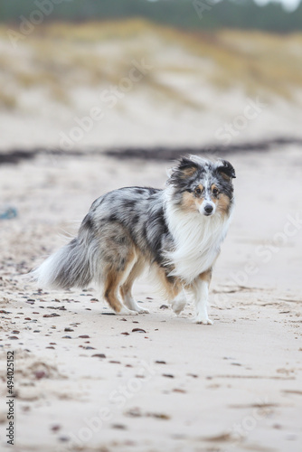 Blue merle shetland sheepdog walking near baltic sea on sand.