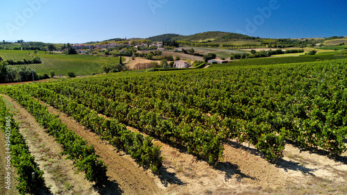 Beautiful view of the grapevines growing in the vineyard in bright sunlight in Alaigne, Aude, France