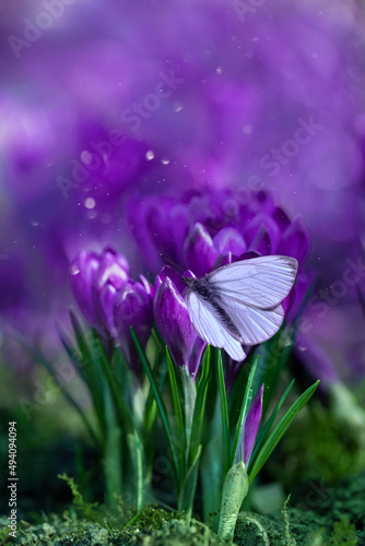 biały motyl na fioletowych krokusach o poranku w ogrodzie i pyłek kwiatowy, magiczny ogród, Crocus sieberi