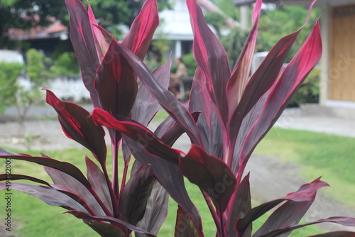 Beautiful cordyline fruticosa, or commonly known as ti plant, palm lily, cabbage palm or in Indonesia it is called andong