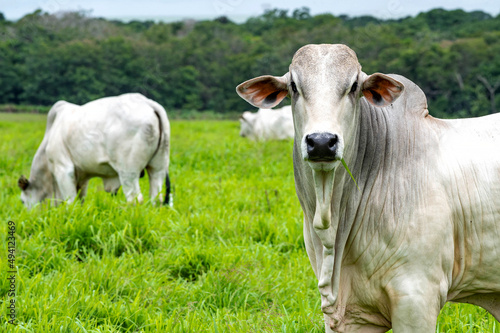 Gado de corte da pecuária brasileira / Cattle grazing in Brazilian livestock