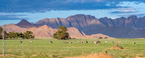 Namibia, oryx herd walking in the savannah, red rocks in background 