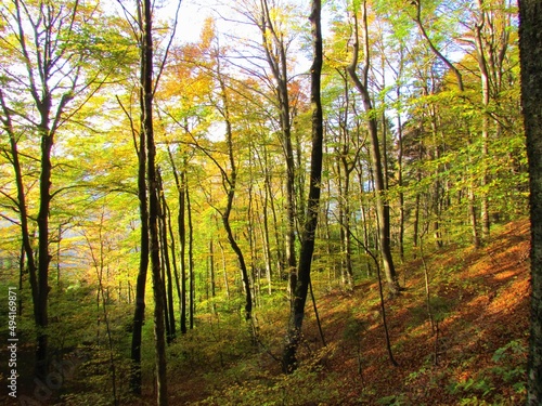 Colorful temperate, deciduous, broadleaf beech forest with yellow autumn foliage