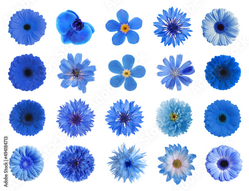 Set with different beautiful blue flowers on white background