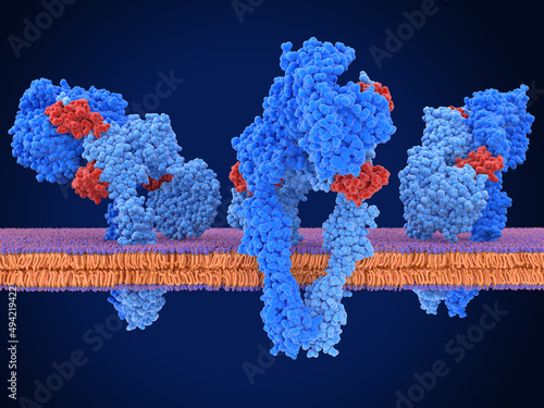 Insulin receptor dimer activated by 3 insulin molecules