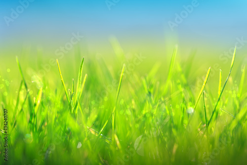 Green spring grass with dew drops close up in Sunlight.