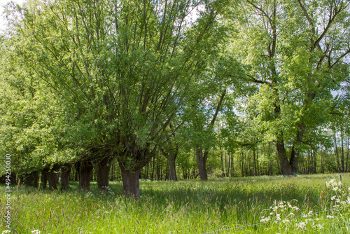 Salix caprea - willow grove