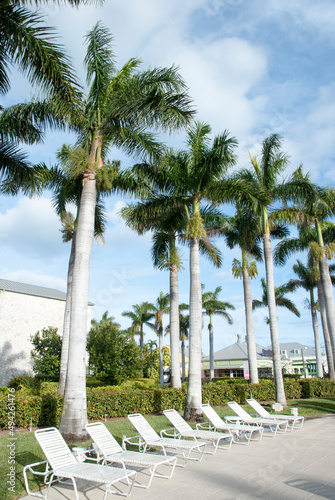 Grand Bahama Island Freeport Palm Trees