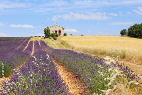 France, landscape of Provence: lavender and wheat fields, plateau Valensole