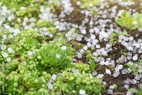 Hail after hailstorm on green plant in garden close up. Ice balls after spring summer thunderstorm 
