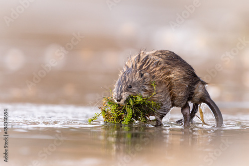 Closeup of muskrat collecting food from the river. Shallow focus. Ondatra zibethicus.