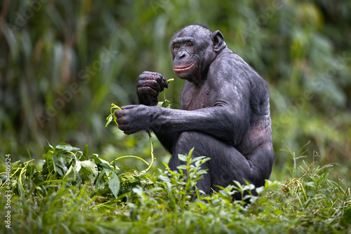 Bonobo chimpanzee in the wilderness in Democratic Republic of the Congo