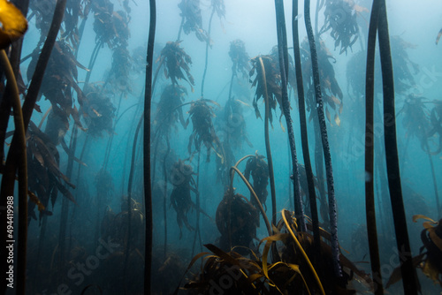 Kelp forest underwater in Cape Town with blue foggy water and tall kelp stems growing to the water surface