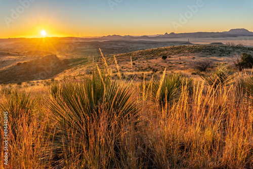 Buckley’s yucca and grass in a hilly desert terrain illuminated by the rising sun, Davis Mountain State Park, Texas