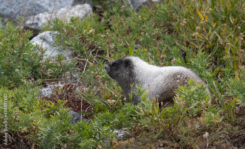 Menzbier's marmot walking around in the Enchantments Mountains in Washington