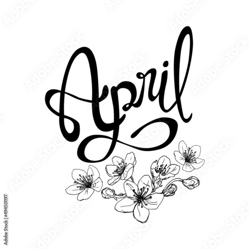Letrero de letras escritas a mano y vectorizado "April". Recurso grafico sobre fondo blanco, abril mes del año con flores de cerezo